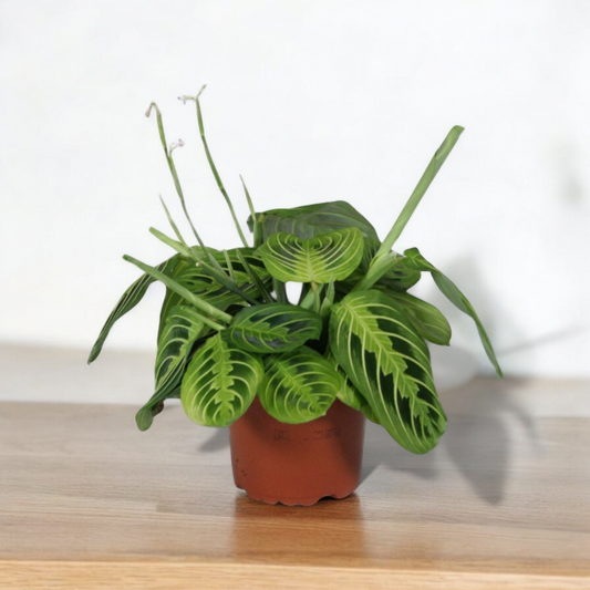 Maranta Leuconeura Fascinator Lemon Lime - ↨30cm - Ø12