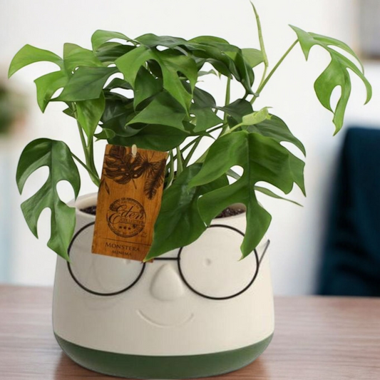 Monstera Minima met bloempot groen bril - ↨30cm - Ø12 - Luxe Planten