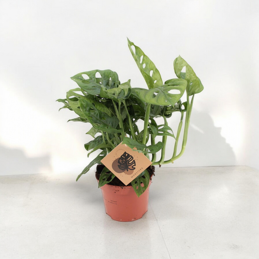 Monstera Monkey - ↨30cm - Ø12cm