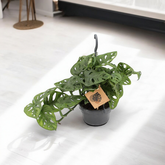 Monstera Monkey - ↨30cm - Ø14cm
