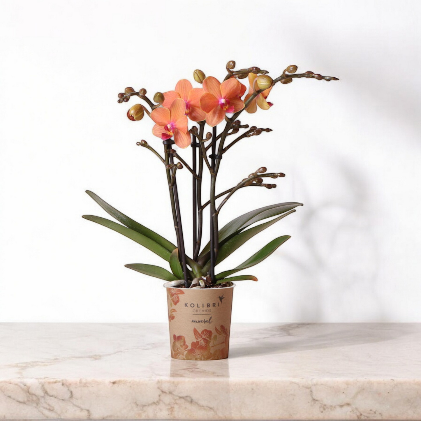 Oranje phalaenopsis orchidee - Mineral Bolzano - Ø9cm