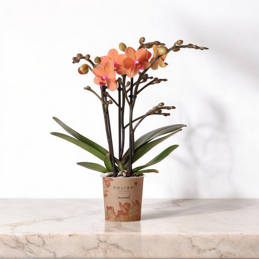 Oranje phalaenopsis orchidee - Mineral Bolzano - Ø9cm
