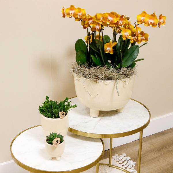 Oranje orchideeën in Gummy dish incl. waterreservoir - Luxe Planten