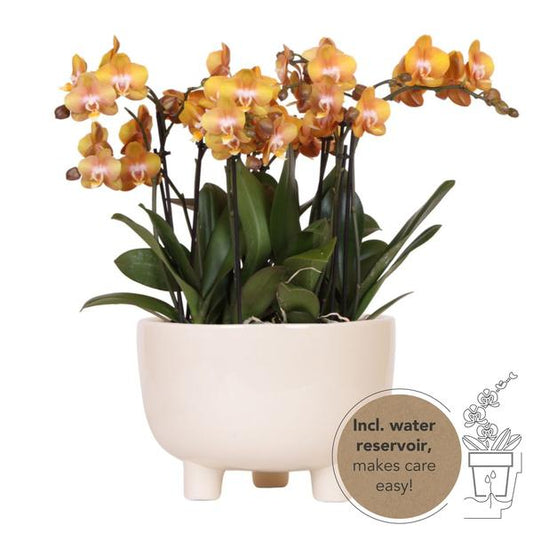 Oranje orchideeën in Gummy dish incl. waterreservoir - Luxe Planten