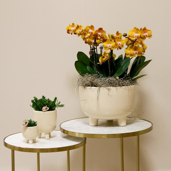 Oranje orchideeën in Gummy dish incl. waterreservoir - Luxe Planten