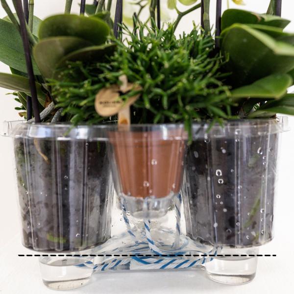 Orchideeën in Cotton Basket incl. waterreservoir  - Luxe Planten