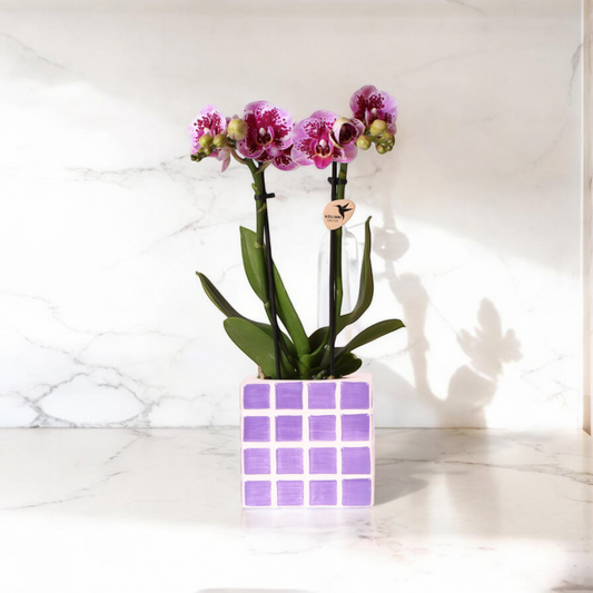 Paarse phalaenopsis orchidee El Salvador + Mosa sierpot lila - Ø9cm