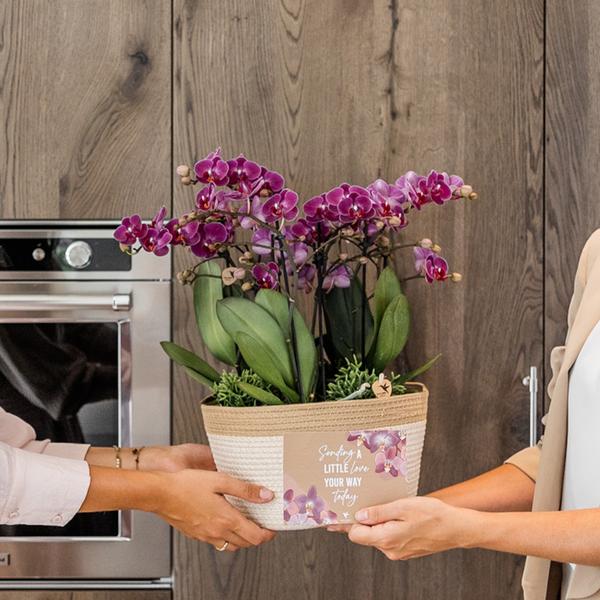Paarse orchideeën in Cotton Basket incl. waterreservoir  - Luxe Planten