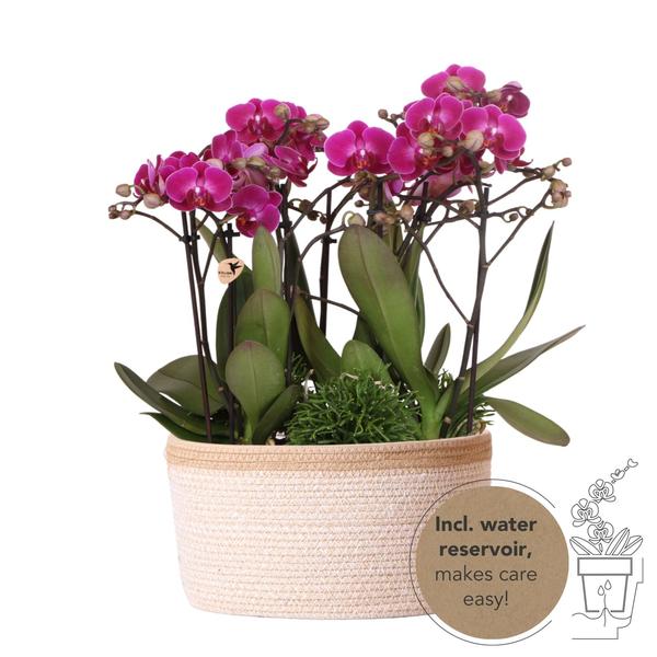 Paarse orchideeën in Cotton Basket incl. waterreservoir  - Luxe Planten