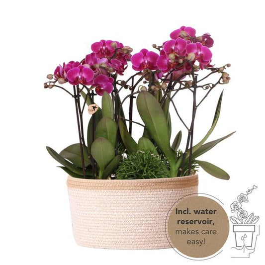 Paarse orchideeën in Cotton Basket incl. waterreservoir  - Luxe Planten