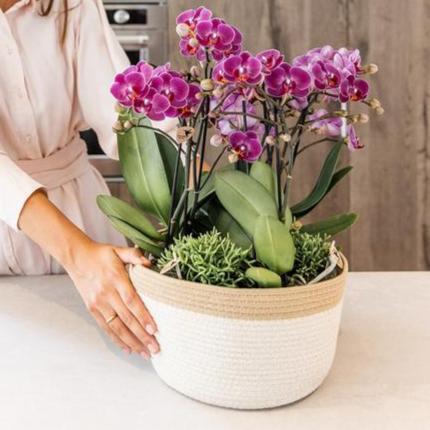 Paarse orchideeën in Cotton Basket incl. waterreservoir  - Luxe Planten