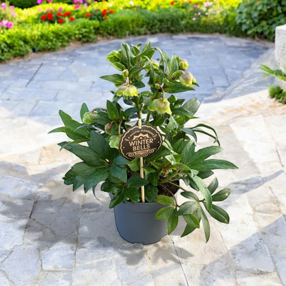 Helleborus Winterbells - ↨55cm - Ø17cm