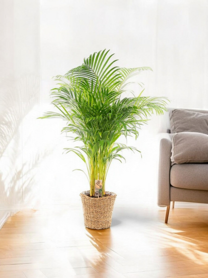 Areca palm met mand - ↨110cm -Ø21cm