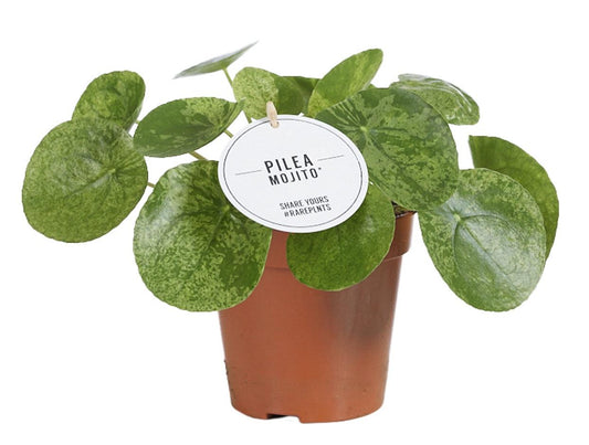 Pilea Mojito - ↨20cm - Ø13cm