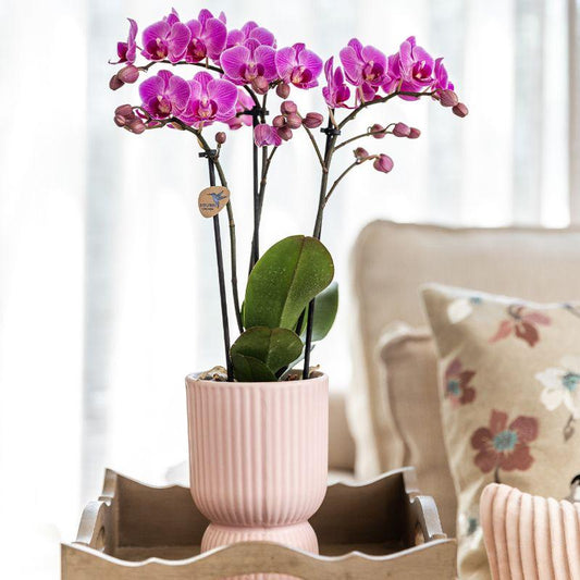 Plantenset Floral Blush pink small - Groene planten met Phalaenopsis orchidee in Floral Blush pink sierpotten en wit dienblad