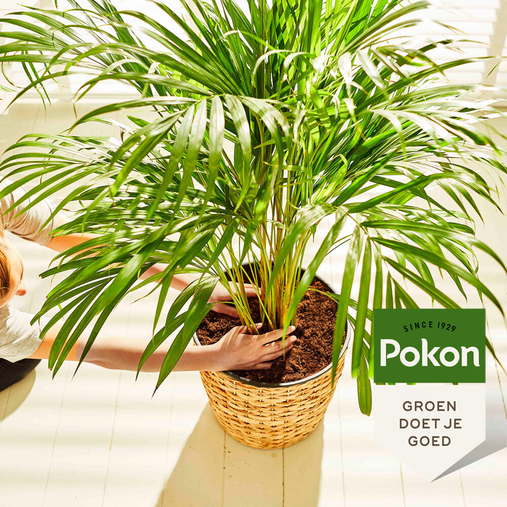 Pokon palm plantenvoeding - 250ML