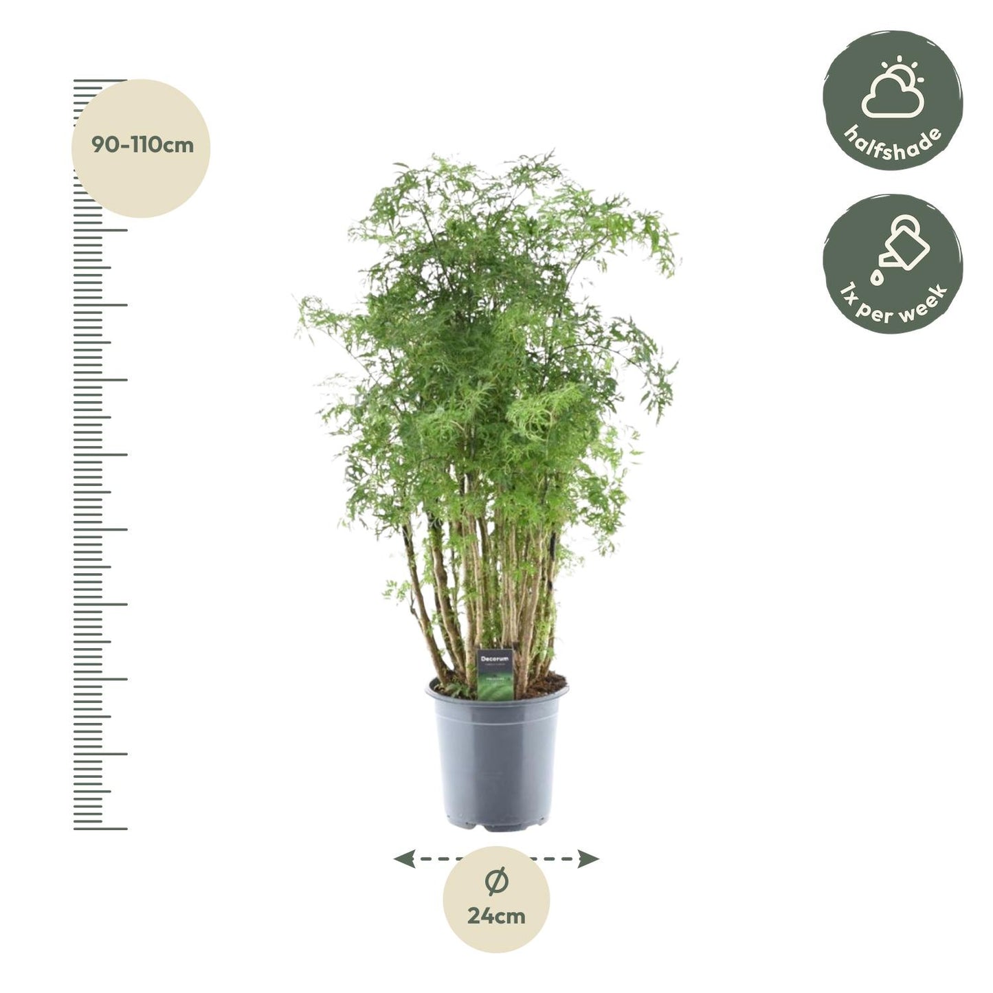 Polyscias Hawaiiana Ming - ↨90cm - Ø24cm