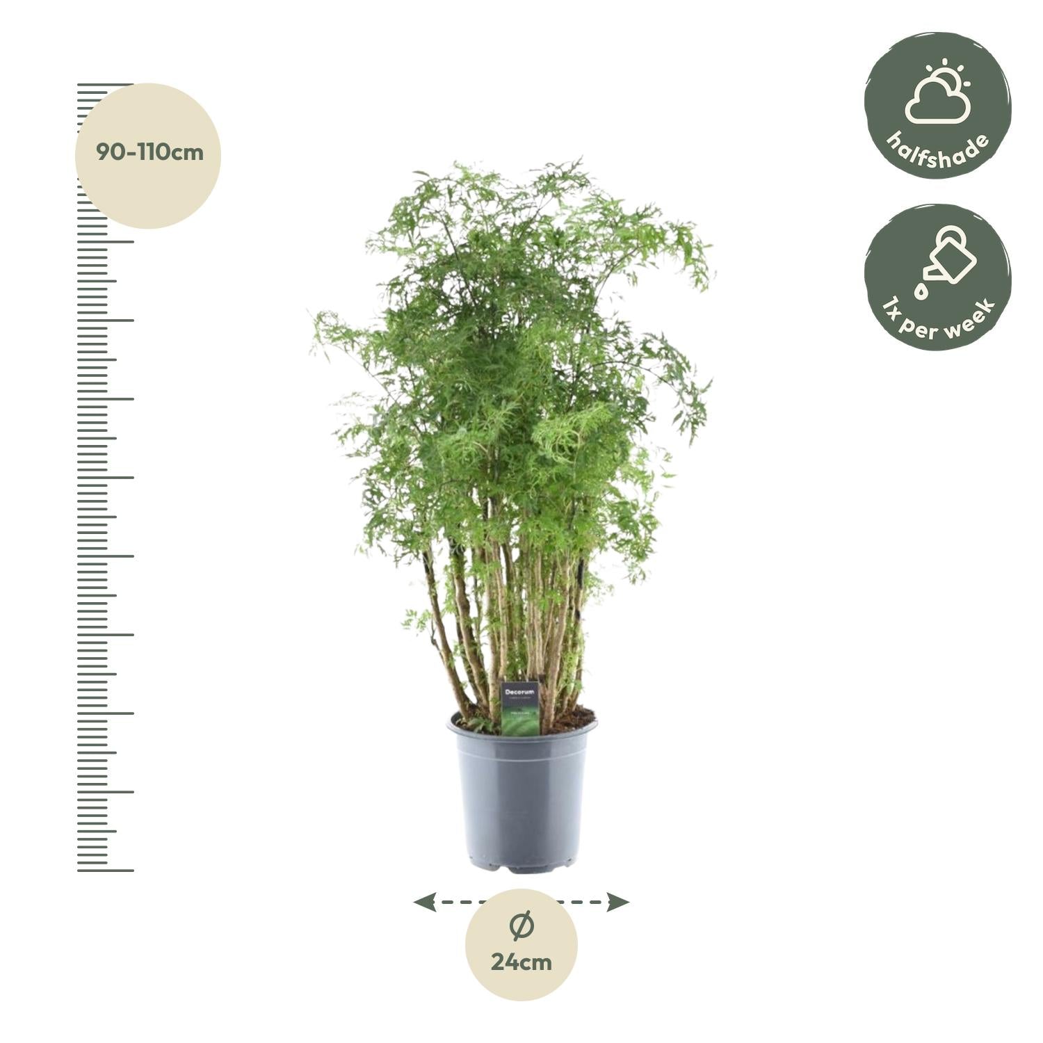 Polyscias Hawaiiana Ming - ↨90cm - Ø24cm