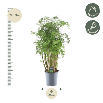 Polyscias Hawaiiana Ming - ↨90cm - Ø24cm