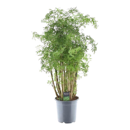 Polyscias Hawaiiana Ming - ↨90cm - Ø24cm