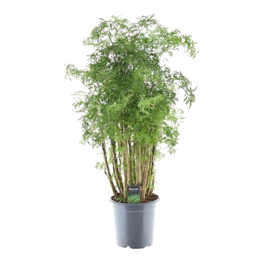 Polyscias Hawaiiana Ming - ↨90cm - Ø24cm