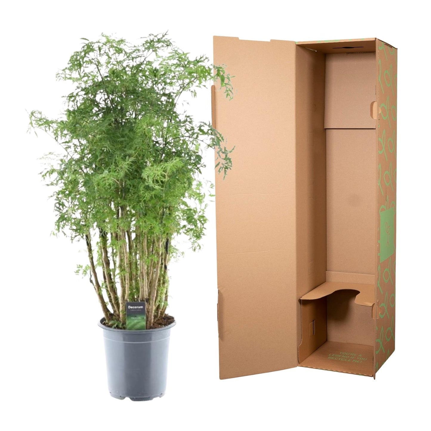 Polyscias Hawaiiana Ming - ↨90cm - Ø24cm