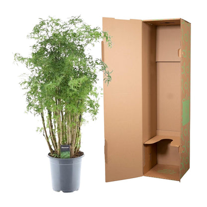 Polyscias Hawaiiana Ming - ↨90cm - Ø24cm