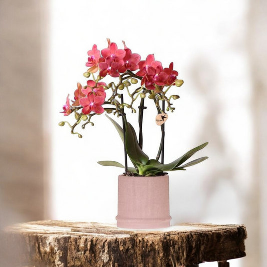 Rode orchidee Congo + Bali sierpot sand - potmaat Ø9cm - Luxe Planten