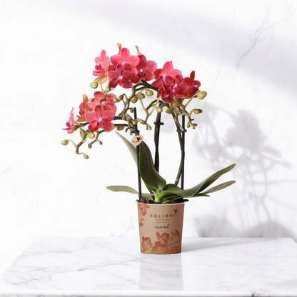 Rode phalaenopsis orchidee - Congo - Ø9cm