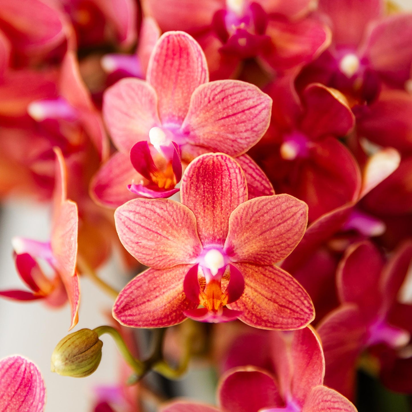 Rode phalaenopsis orchidee Congo - Ø9cm