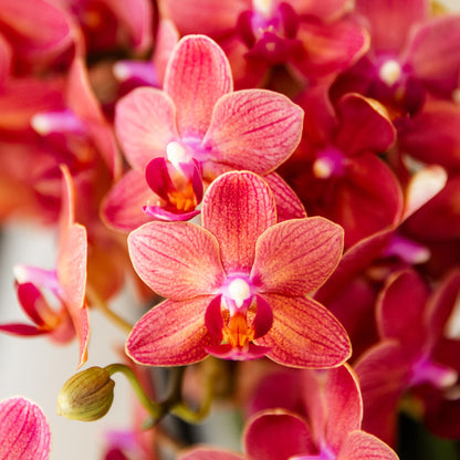 Rode phalaenopsis orchidee Congo - Ø9cm