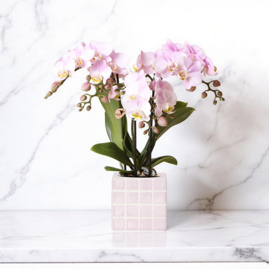 Roze phalaenopsis orchidee Portugal + Mosa sierpot roze - Ø9cm