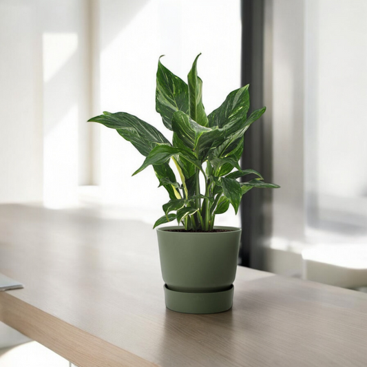 Spathiphyllum Diamond - ↨40cm - Ø12cm