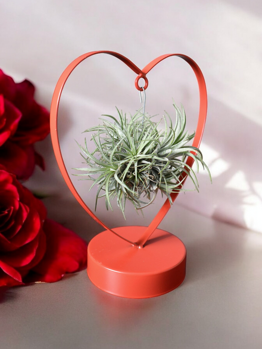 Tillandsia Ionantha Silver - ↨23cm - Ø10,5cm