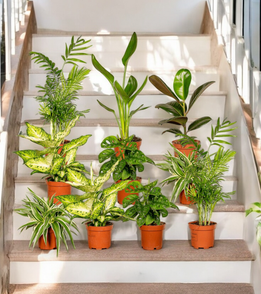 Verrassingsbox met 10 kamerplanten - ↨35cm - Ø12cm