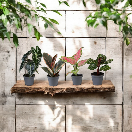 Verrassingsbox met 4 mini plantjes - ↨12cm - Ø6cm