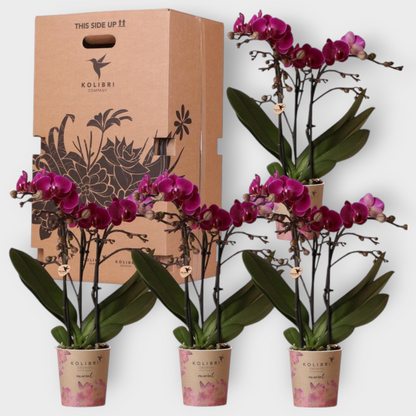 Verrassingsbox met 4 orchideeën eenkleurig - Ø9cm