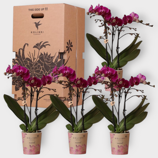 Verrassingsbox met 4 orchideeën eenkleurig - Ø9cm
