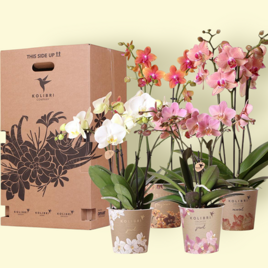 Verrassingsbox met 4 orchideeën mix kleur - Ø12cm