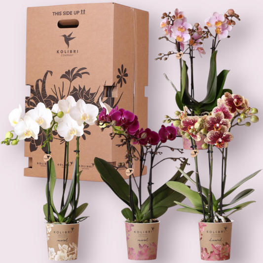 Verrassingsbox met 4 orchideeën mix kleur - Ø9cm