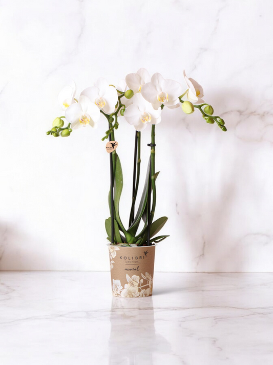 Witte Phalaenopsis orchidee - Ø9cm