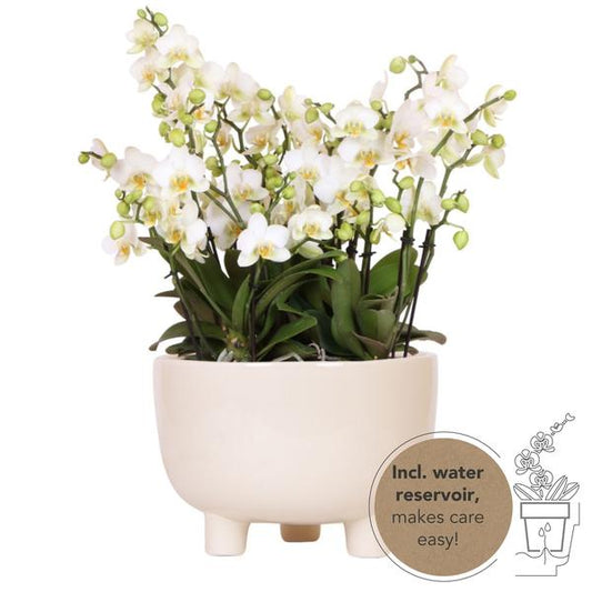 Witte Orchideeën in Gummy dish incl. waterreservoir - Luxe Planten