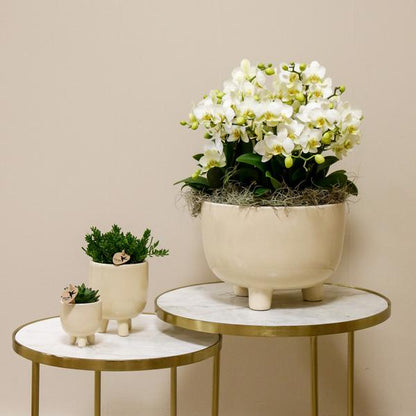 Witte Orchideeën in Gummy dish incl. waterreservoir - Luxe Planten