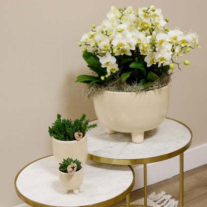 Witte Orchideeën in Gummy dish incl. waterreservoir - Luxe Planten