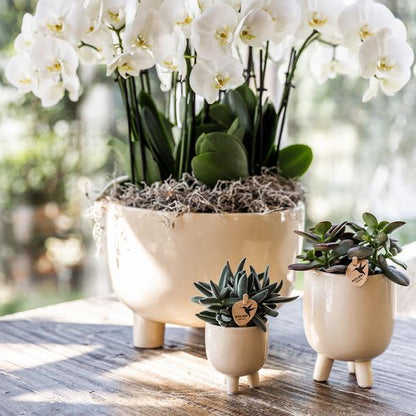 Witte orchideeën in Gummy dish incl. waterreservoir - Luxe Planten