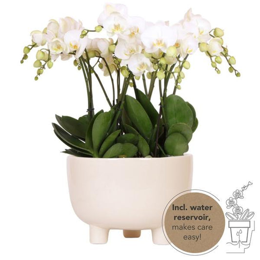 Witte orchideeën in Gummy dish incl. waterreservoir - Luxe Planten