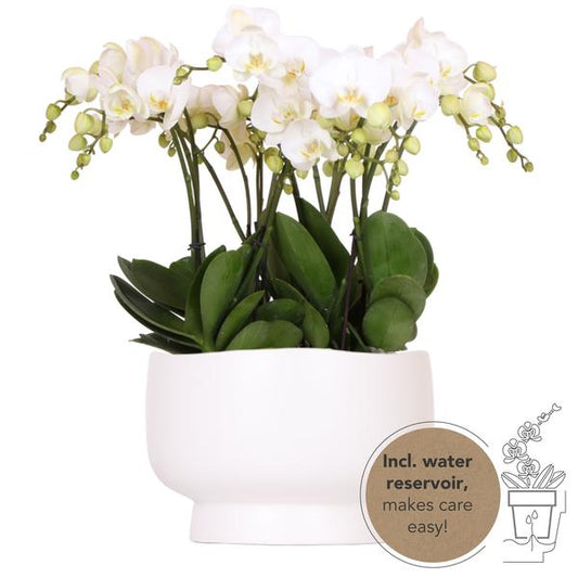 Witte orchideeën in Scandic dish incl. waterreservoir - Luxe Planten