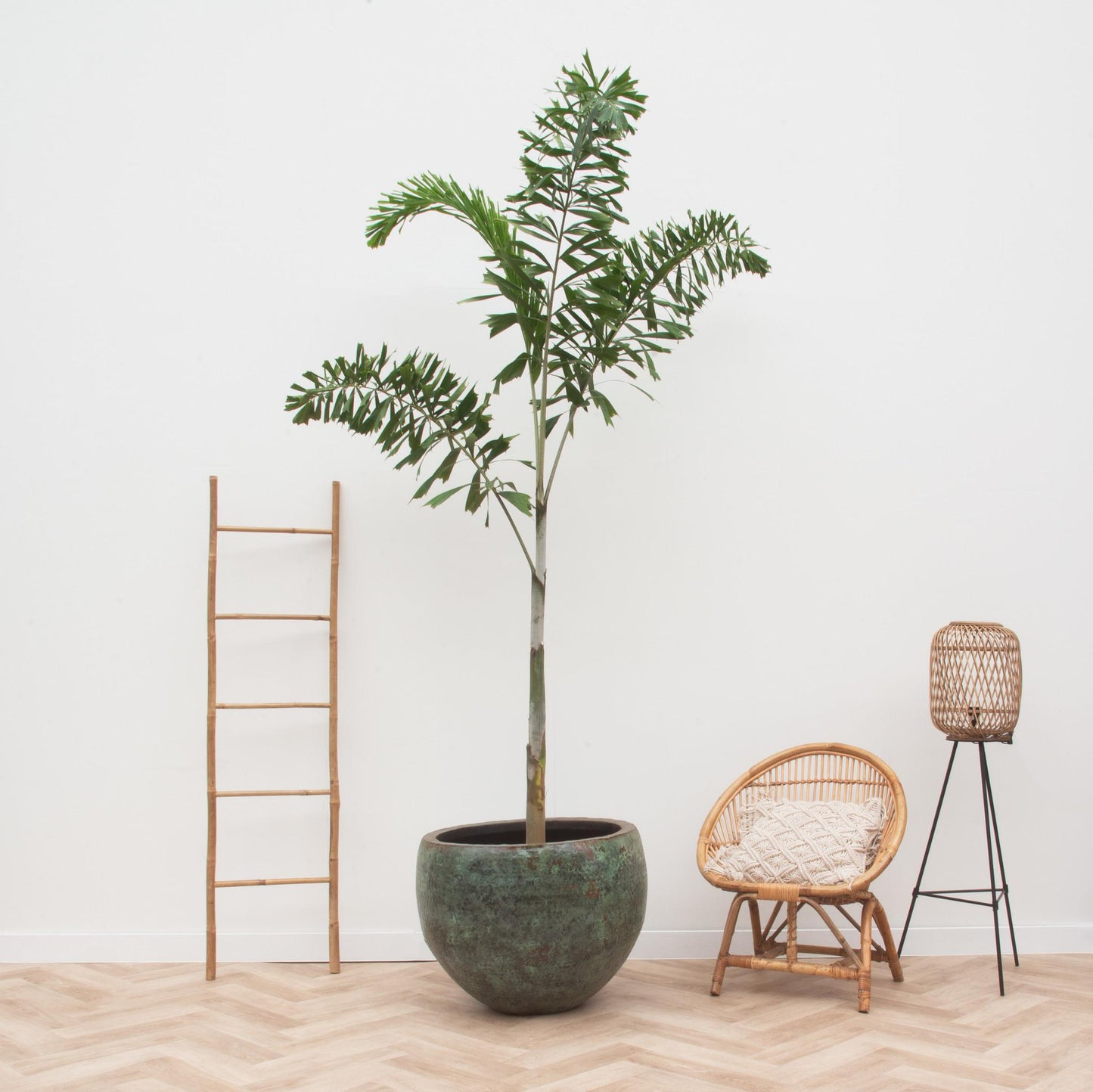 Wodyetia Bifurcata - ↨240cm - Ø50cm
