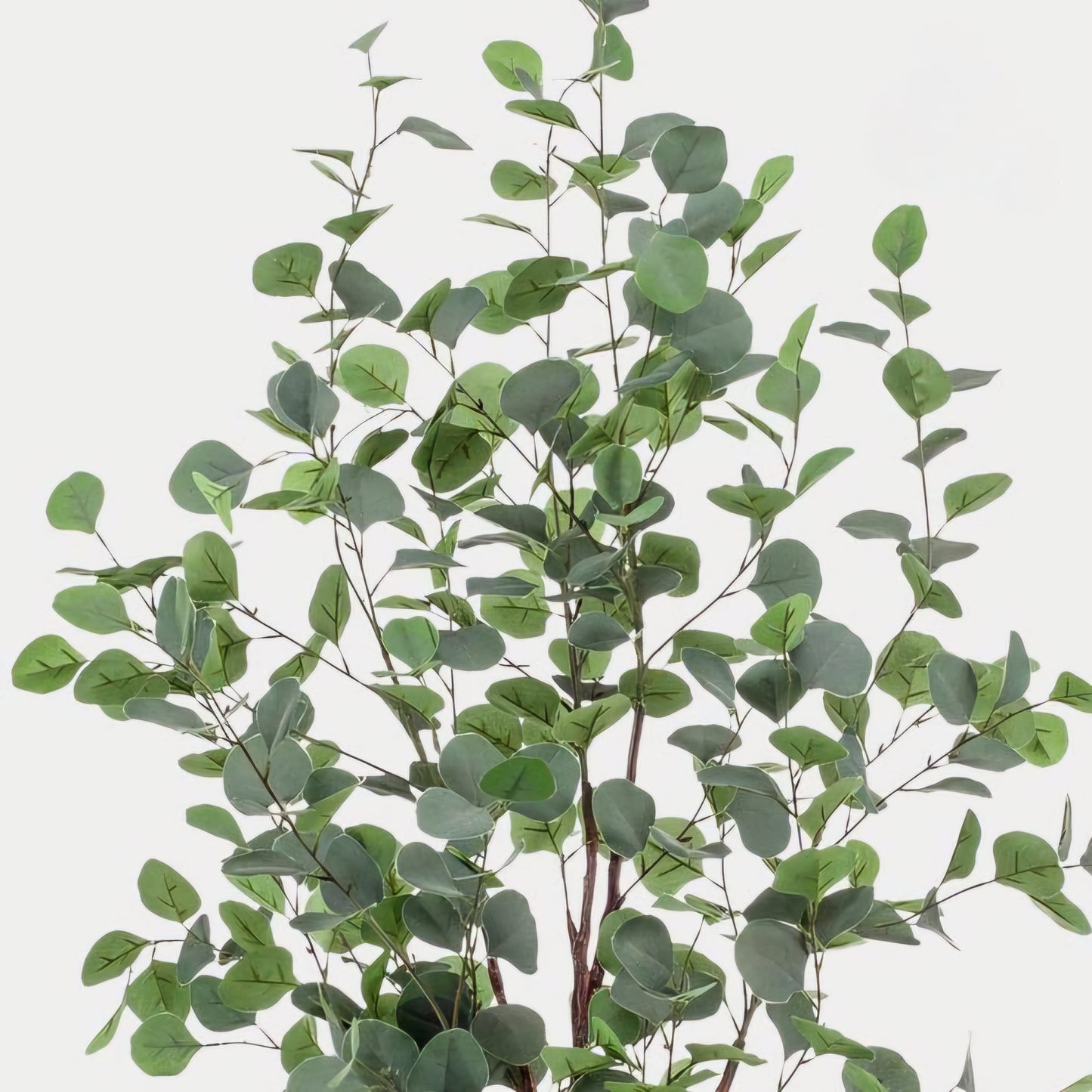 Eucalyptus - Blauwe Gomboom  - Kunstplant - ↨120cm