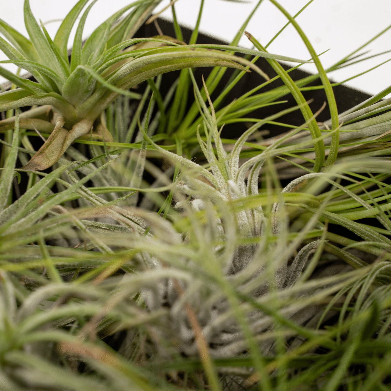 Tillandsia Air mix - 20 stuks - ↨6cm